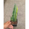 Sansevieria Douglas Variegated, real feature image plant. Picture taken directly from kaktus.id community Sansevieria farmer green houses.
