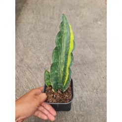 Sansevieria Douglas Variegated, real feature image plant. Picture taken directly from kaktus.id community Sansevieria farmer green houses.