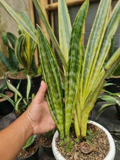 Sansevieria Manolin Variegated, real gallery image #1 plants. Picture taken directly from kaktus.id community Sansevieria farmer green houses.
