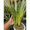 Sansevieria Manolin Variegated, real feature image plant. Picture taken directly from kaktus.id community Sansevieria farmer green houses.