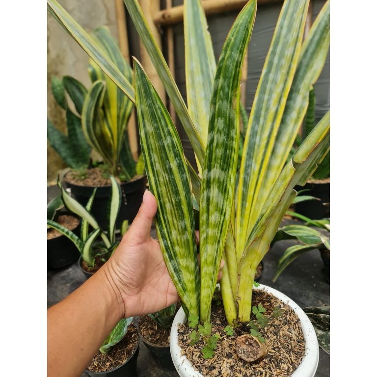 1277. Sansevieria Manolin Variegated