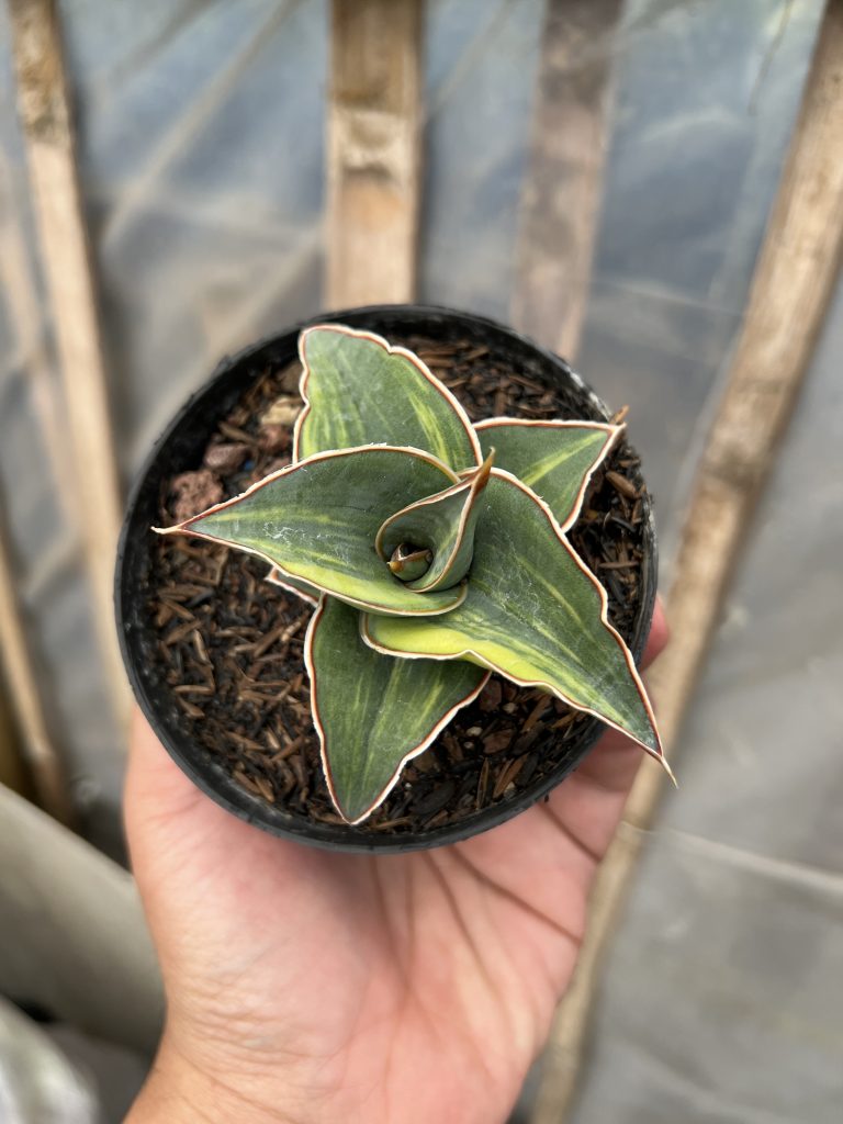 kaktus.id