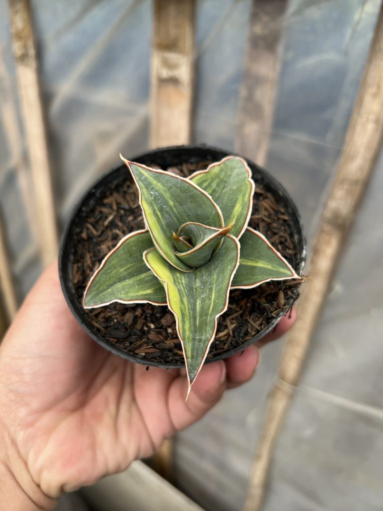 kaktus.id