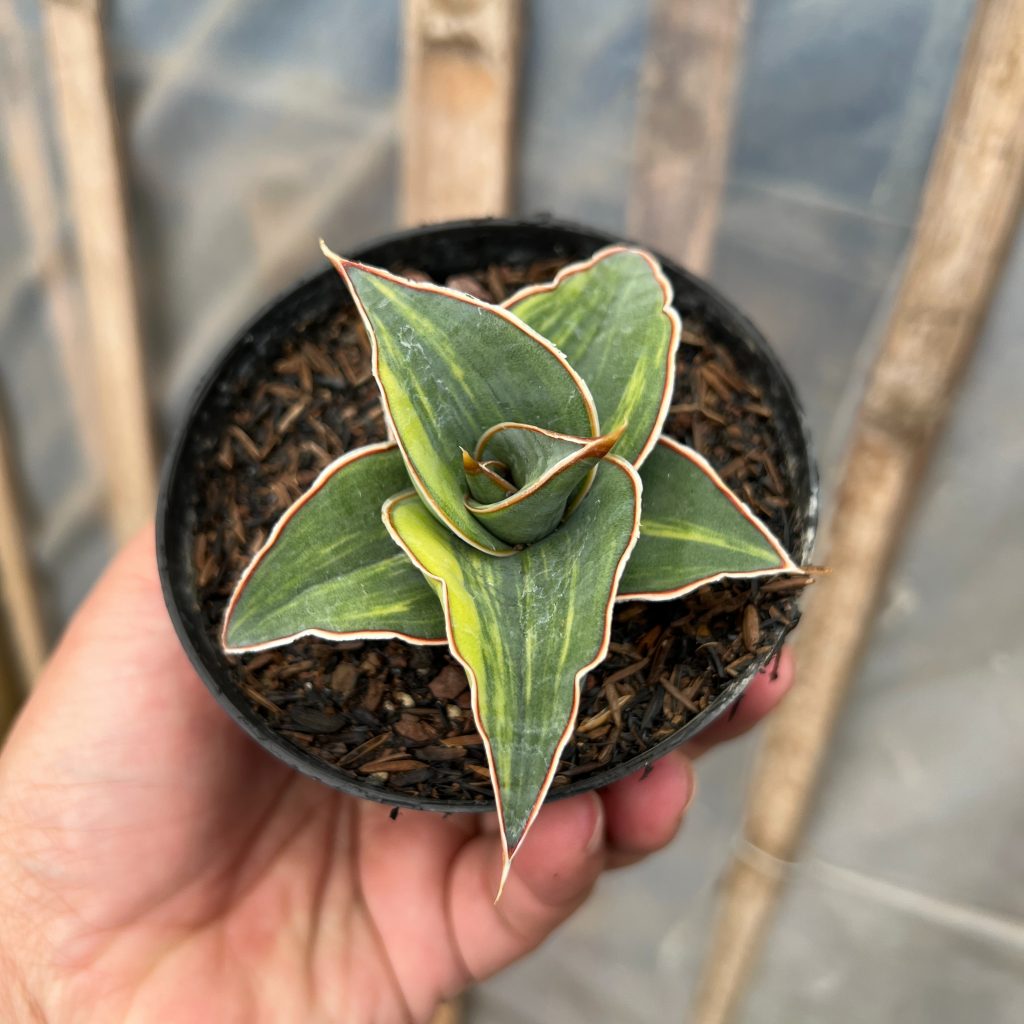 kaktus.id