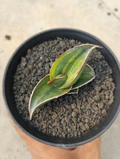 Sansevieria Rorida Lite Variegated