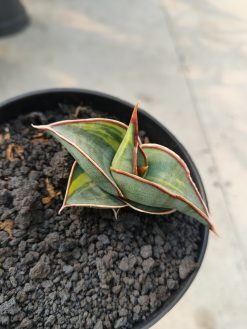 Sansevieria Rorida Lite Variegated