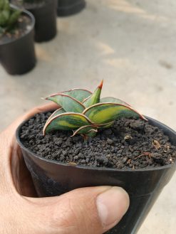 Sansevieria Rorida Lite Variegated