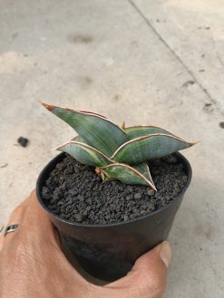 Sansevieria Rorida Lite Variegated