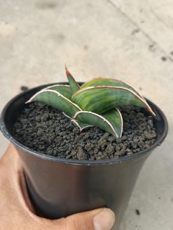 Sansevieria Rorida Lite Variegated