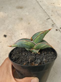 Sansevieria Rorida Lite Variegated