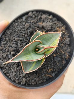 Sansevieria Rorida Lite Variegated