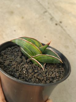 Sansevieria Rorida Lite Variegated
