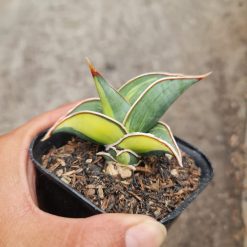 Sansevieria Rorida Lite Variegated