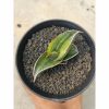 Sansevieria Rorida Lite Variegated