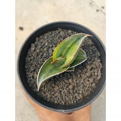 Sansevieria Rorida Lite Variegated