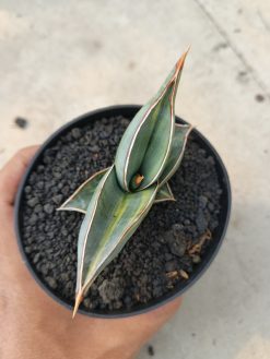 Sansevieria Rorida Lite Variegated