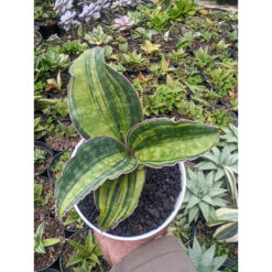 1287. Sanseveria Macrophylla Rossete Variegated