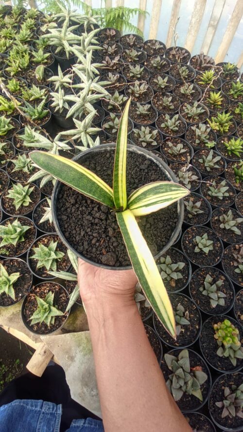 Sansevieria Somaliensis Variegated, real gallery image #9 plants. Picture taken directly from kaktus.id community Sansevieria farmer green houses.
