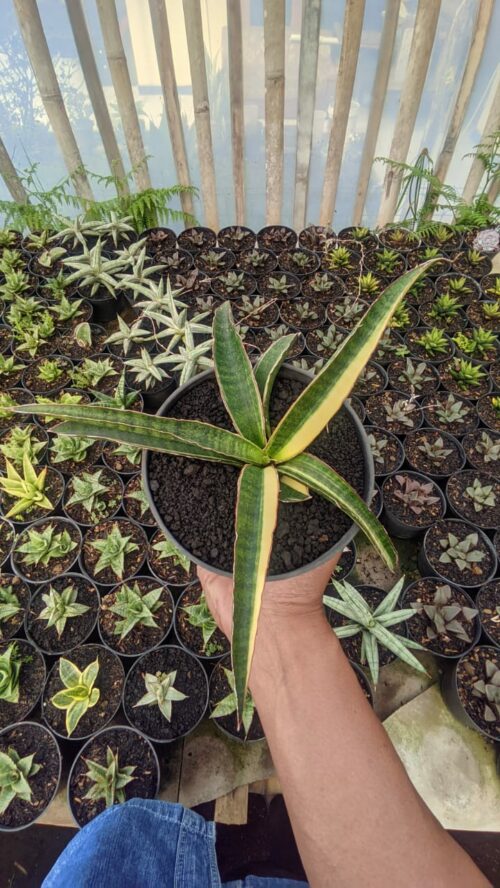 Sansevieria Somaliensis Variegated, real gallery image #8 plants. Picture taken directly from kaktus.id community Sansevieria farmer green houses.