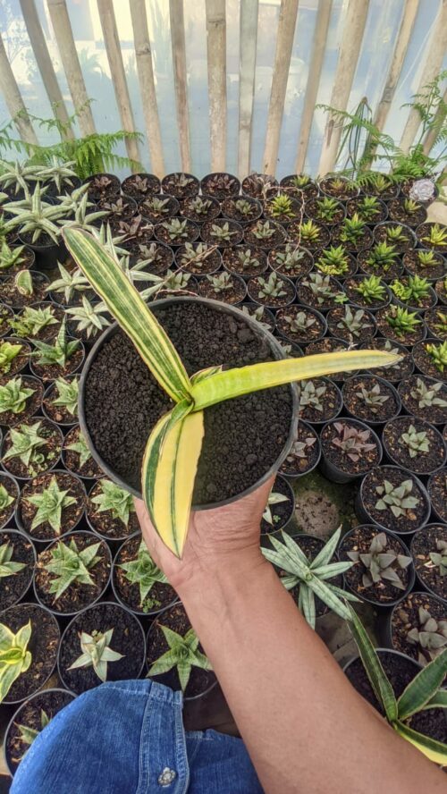 Sansevieria Somaliensis Variegated, real gallery image #10 plants. Picture taken directly from kaktus.id community Sansevieria farmer green houses.