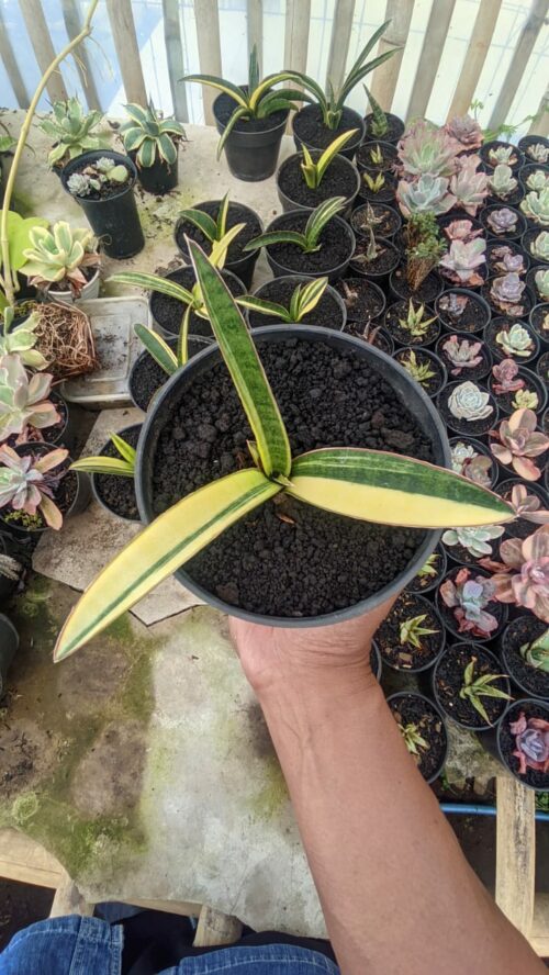 Sansevieria Somaliensis Variegated, real gallery image #5 plants. Picture taken directly from kaktus.id community Sansevieria farmer green houses.