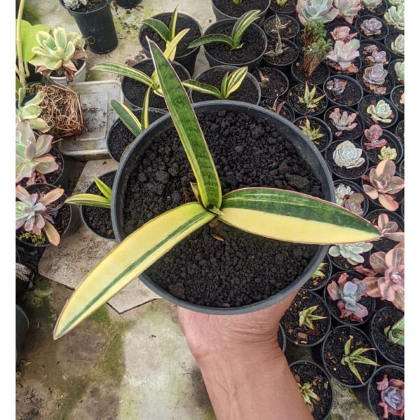 1291. Sansevieria Somaliensis Variegated