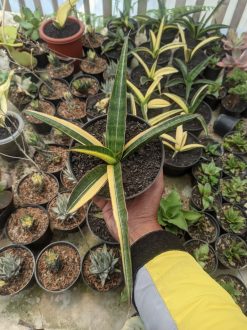 Sansevieria Somaliensis Variegated, real gallery image #7 plants. Picture taken directly from kaktus.id community Sansevieria farmer green houses.