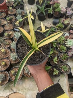 Sansevieria Somaliensis Variegated, real gallery image #3 plants. Picture taken directly from kaktus.id community Sansevieria farmer green houses.