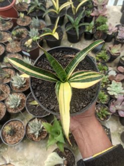 Sansevieria Somaliensis Variegated, real gallery image #1 plants. Picture taken directly from kaktus.id community Sansevieria farmer green houses.