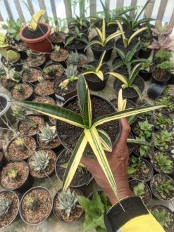 Sansevieria Somaliensis Variegated, real gallery image #4 plants. Picture taken directly from kaktus.id community Sansevieria farmer green houses.