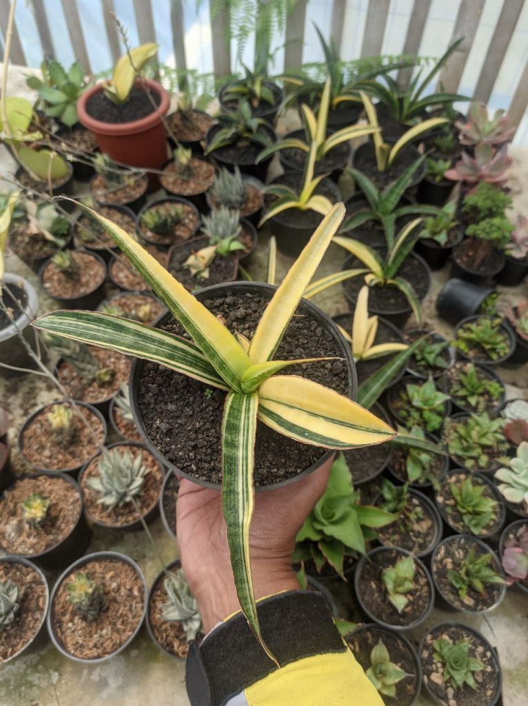 kaktus.id