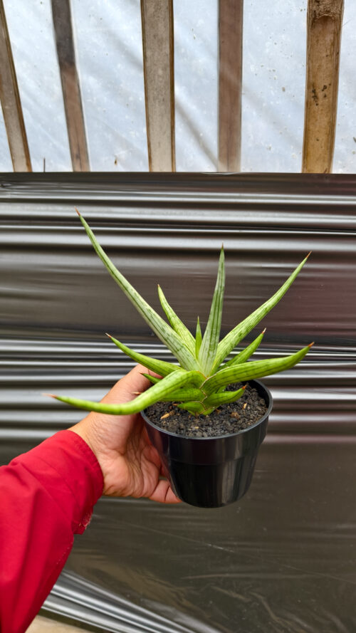 Sansevieria Quentin Hybrid Size 20 Cm, real gallery image #11 plants. Picture taken directly from kaktus.id community Sansevieria farmer green houses.