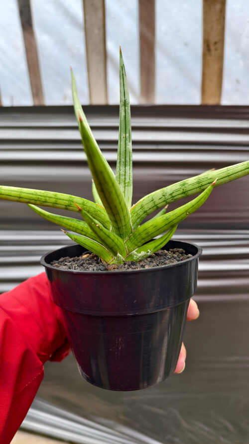 Sansevieria Quentin Hybrid Size 20 Cm, real gallery image #10 plants. Picture taken directly from kaktus.id community Sansevieria farmer green houses.