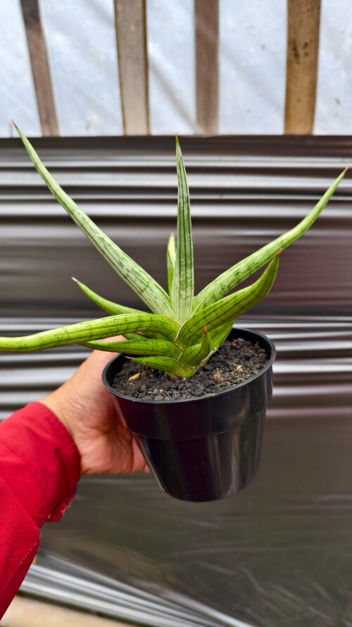 Sansevieria Quentin Hybrid Size 20 Cm, real gallery image #9 plants. Picture taken directly from kaktus.id community Sansevieria farmer green houses.