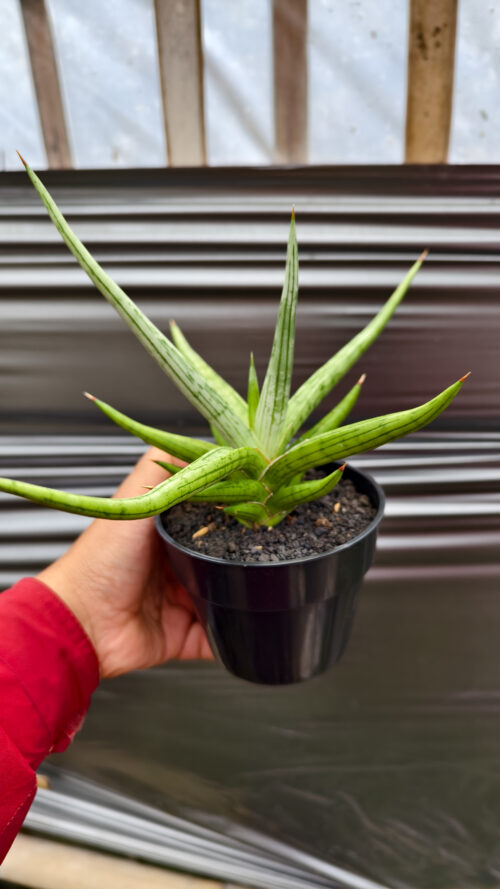 Sansevieria Quentin Hybrid Size 20 Cm, real gallery image #1 plants. Picture taken directly from kaktus.id community Sansevieria farmer green houses.
