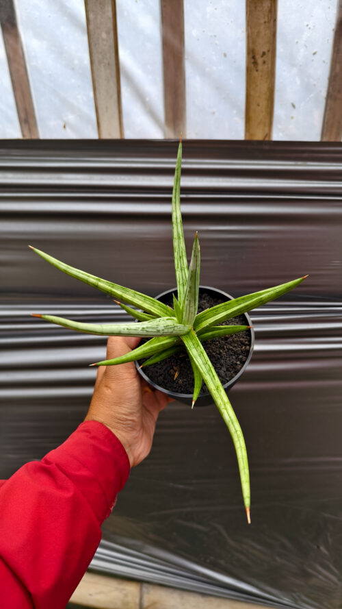 Sansevieria Quentin Hybrid Size 20 Cm, real gallery image #7 plants. Picture taken directly from kaktus.id community Sansevieria farmer green houses.