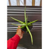 Sansevieria Quentin Hybrid Size 20 Cm, real feature image plant. Picture taken directly from kaktus.id community Sansevieria farmer green houses.