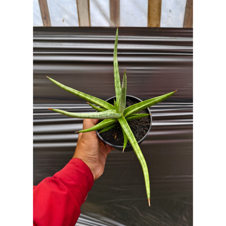 1235. Sansevieria Quentin Hybrid