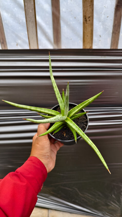 Sansevieria Quentin Hybrid Size 20 Cm, real gallery image #6 plants. Picture taken directly from kaktus.id community Sansevieria farmer green houses.