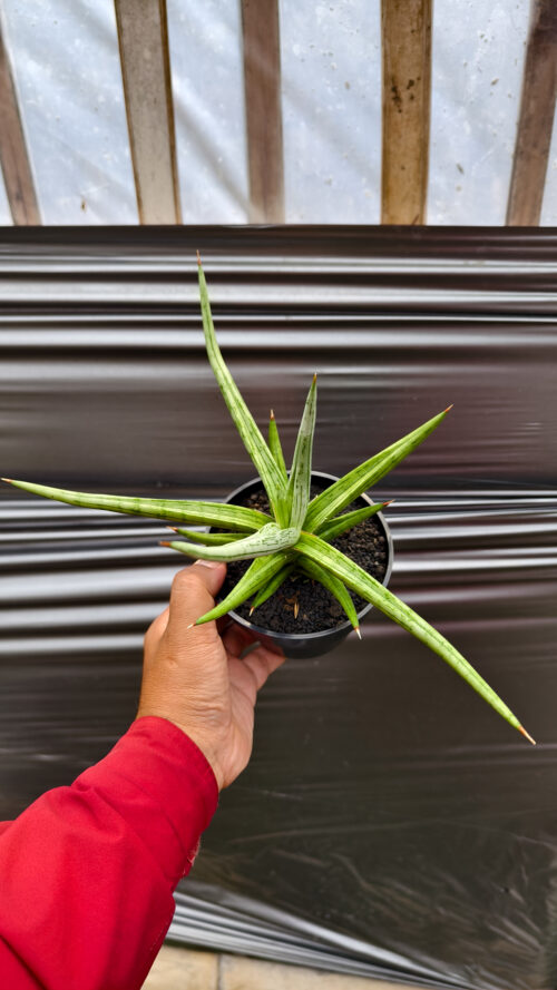 Sansevieria Quentin Hybrid Size 20 Cm, real gallery image #4 plants. Picture taken directly from kaktus.id community Sansevieria farmer green houses.