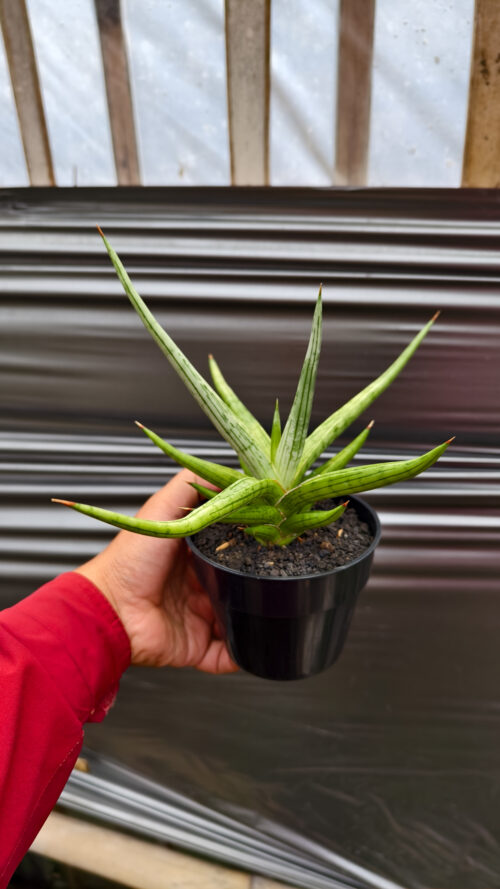 Sansevieria Quentin Hybrid Size 20 Cm, real gallery image #19 plants. Picture taken directly from kaktus.id community Sansevieria farmer green houses.