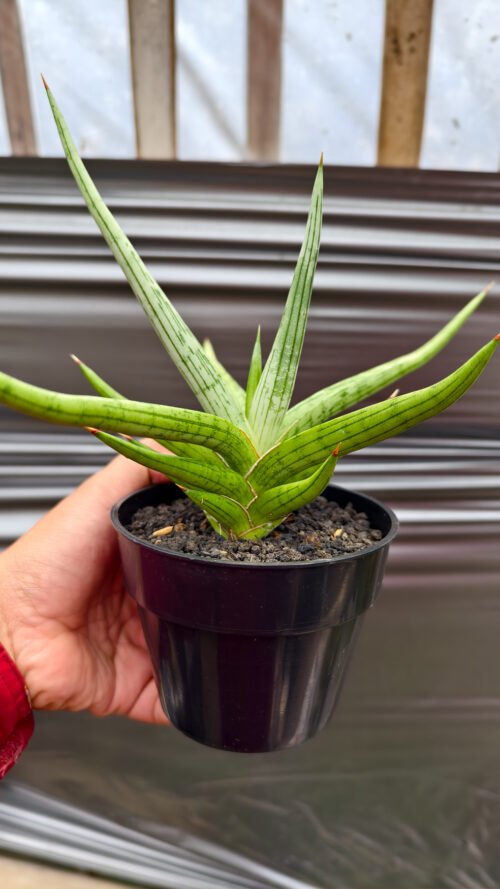 Sansevieria Quentin Hybrid Size 20 Cm, real gallery image #18 plants. Picture taken directly from kaktus.id community Sansevieria farmer green houses.
