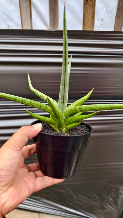 Sansevieria Quentin Hybrid Size 20 Cm, real gallery image #17 plants. Picture taken directly from kaktus.id community Sansevieria farmer green houses.