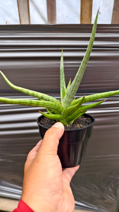 Sansevieria Quentin Hybrid Size 20 Cm, real gallery image #16 plants. Picture taken directly from kaktus.id community Sansevieria farmer green houses.