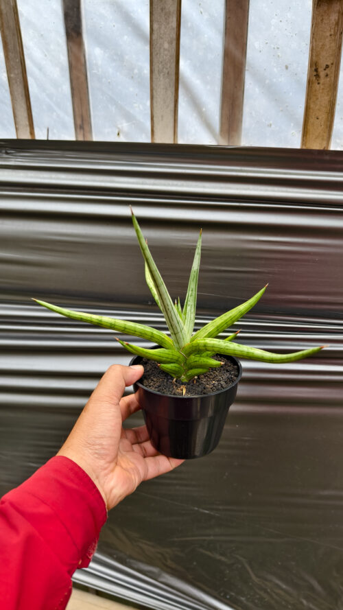 Sansevieria Quentin Hybrid Size 20 Cm, real gallery image #20 plants. Picture taken directly from kaktus.id community Sansevieria farmer green houses.