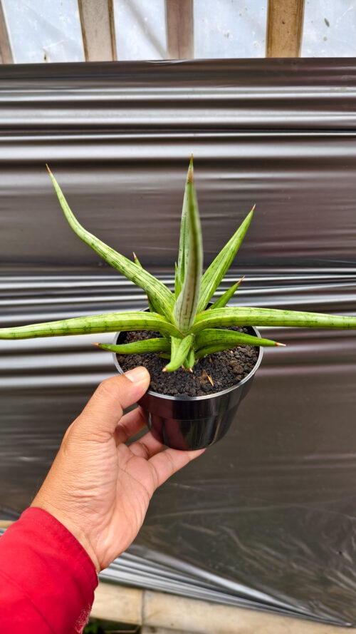 Sansevieria Quentin Hybrid Size 20 Cm, real gallery image #15 plants. Picture taken directly from kaktus.id community Sansevieria farmer green houses.