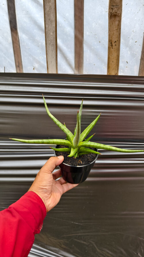 Sansevieria Quentin Hybrid Size 20 Cm, real gallery image #14 plants. Picture taken directly from kaktus.id community Sansevieria farmer green houses.
