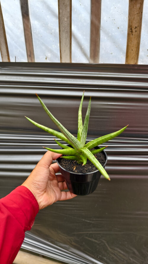 Sansevieria Quentin Hybrid Size 20 Cm, real gallery image #13 plants. Picture taken directly from kaktus.id community Sansevieria farmer green houses.