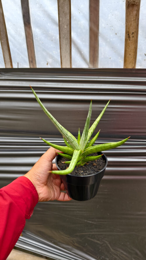 Sansevieria Quentin Hybrid Size 20 Cm, real gallery image #12 plants. Picture taken directly from kaktus.id community Sansevieria farmer green houses.