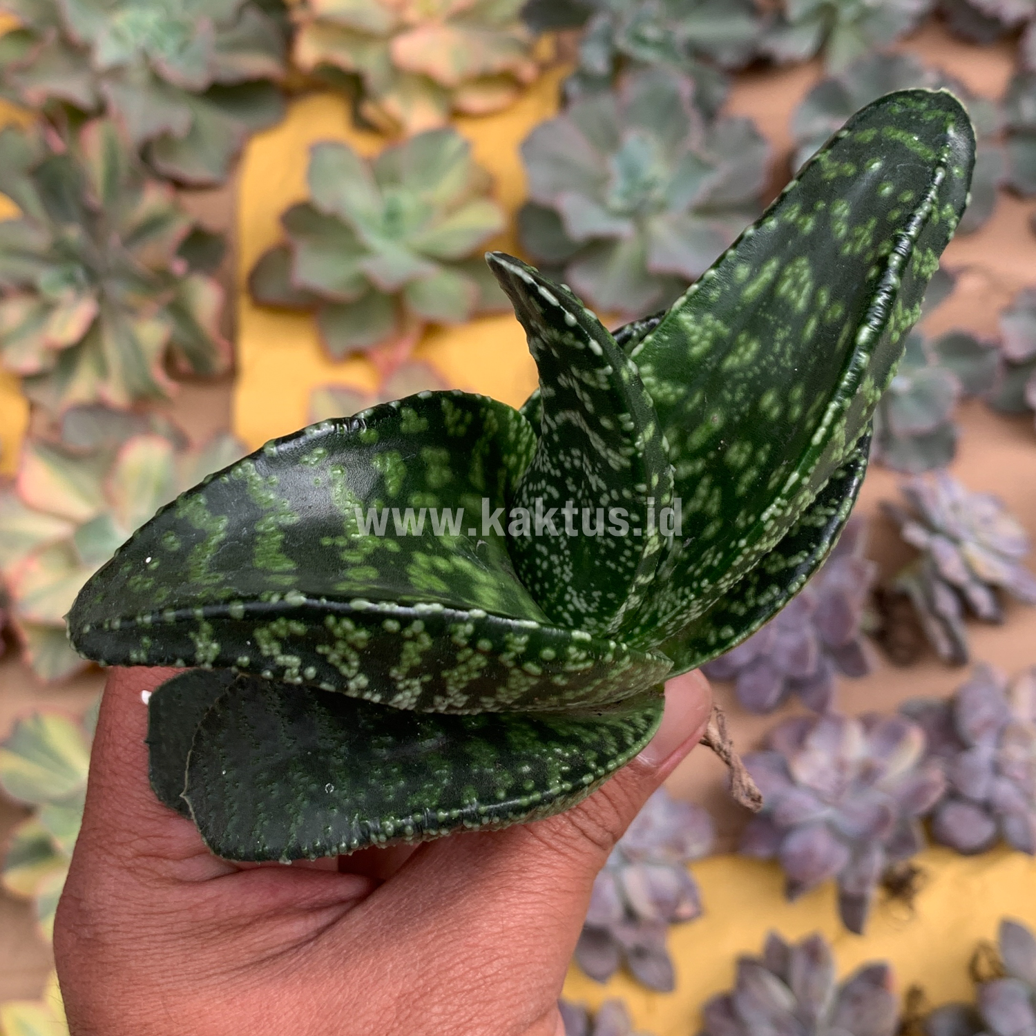 echte monstera deliciosa kaufen Monstera Deliciosa | Kaufen Sie seltene Pflanzen online